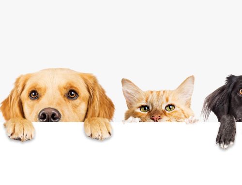 Prescription Medications for Pets: Human Drugs vs. Animal-Only Medications